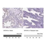 Atlas Antibodies Anti-SPDYA Antibody