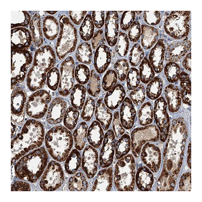 Atlas Antibodies Anti-SPDYC Antibody
