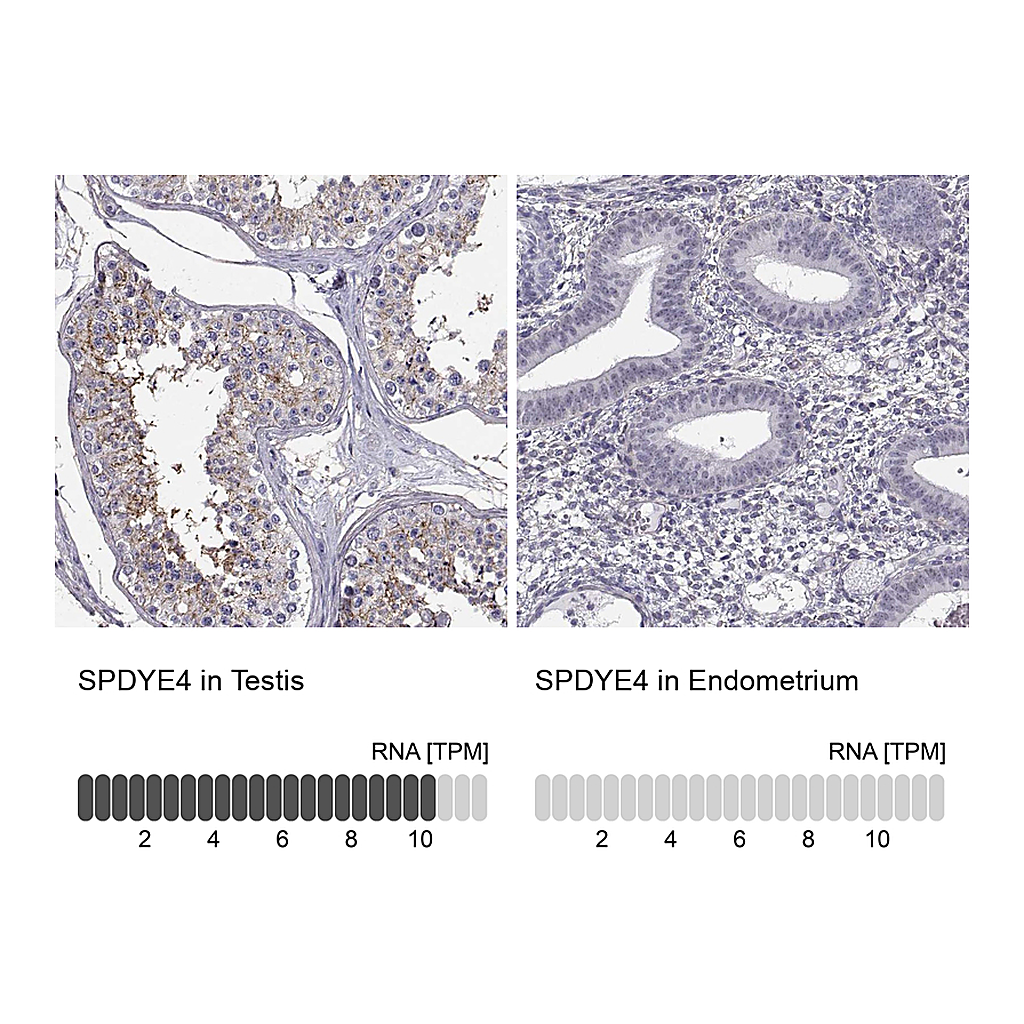Atlas Antibodies Anti-SPDYE4 Antibody