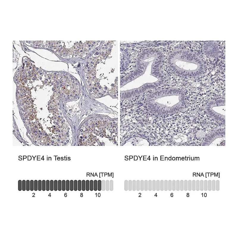 Atlas Antibodies Anti-SPDYE4 Antibody