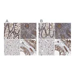Atlas Antibodies Anti-SPECC1 Antibody