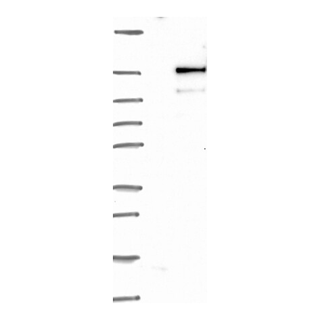 Atlas Antibodies Anti-SPECC1 Antibody