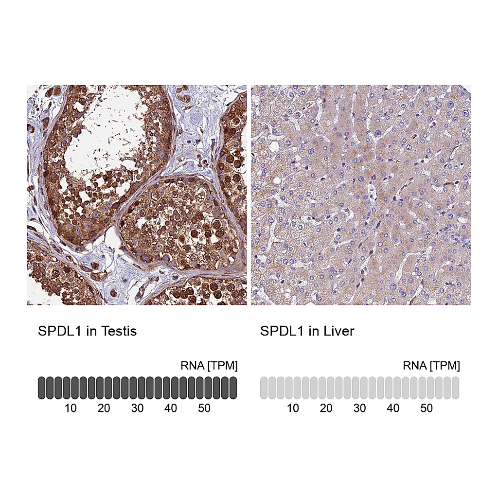 Atlas Antibodies Anti-SPDL1 Antibody