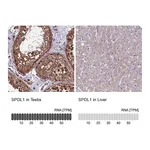 Atlas Antibodies Anti-SPDL1 Antibody