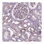Atlas Antibodies Anti-SPECC1L Antibody