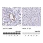 Atlas Antibodies Anti-SPERT Antibody