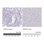 Atlas Antibodies Anti-SPERT Antibody