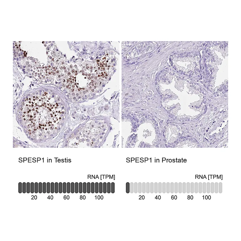 Atlas Antibodies Anti-SPESP1 Antibody