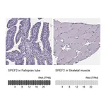 Atlas Antibodies Anti-SPEF2 Antibody