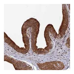 Atlas Antibodies Anti-SPG21 Antibody