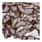 Atlas Antibodies Anti-SPG20 Antibody
