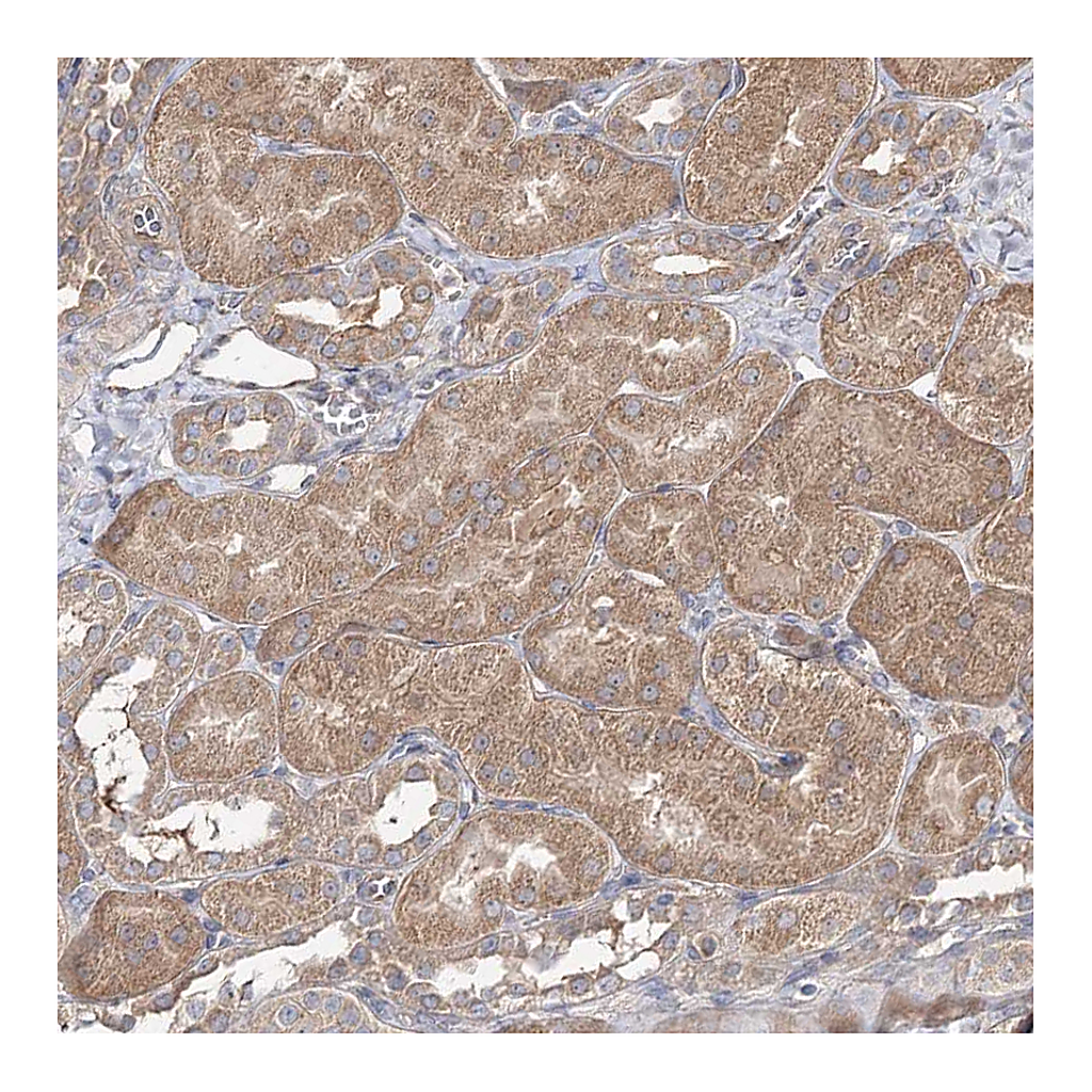 Atlas Antibodies Anti-SPG20 Antibody