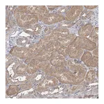 Atlas Antibodies Anti-SPG20 Antibody