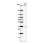 Atlas Antibodies Anti-SPG21 Antibody