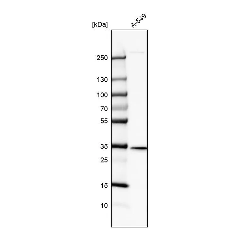 Atlas Antibodies Anti-SPG21 Antibody