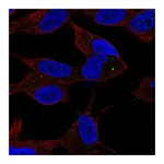 Atlas Antibodies Anti-SPHK2 Antibody