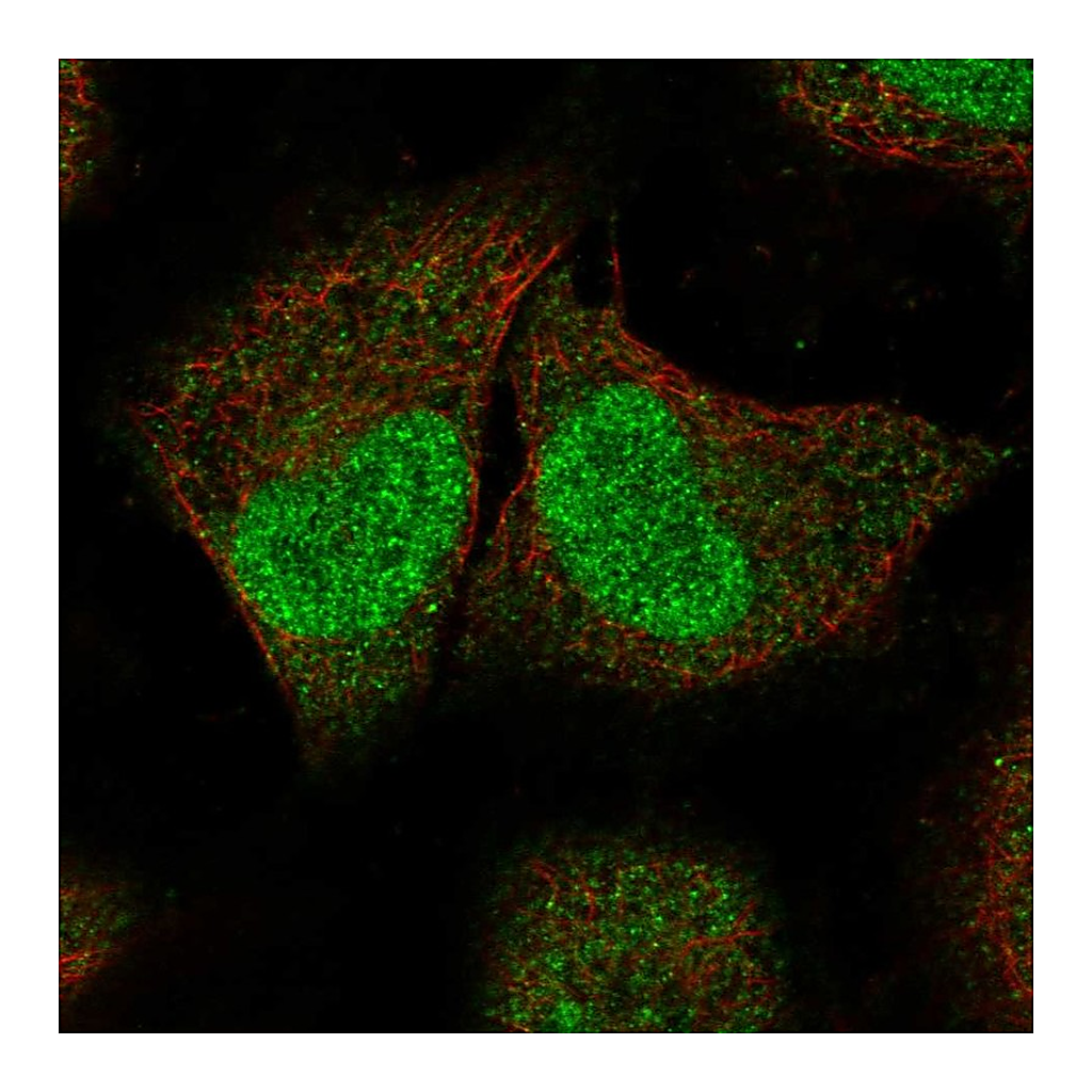 Atlas Antibodies Anti-SPIN2A Antibody