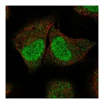 Atlas Antibodies Anti-SPIN2A Antibody