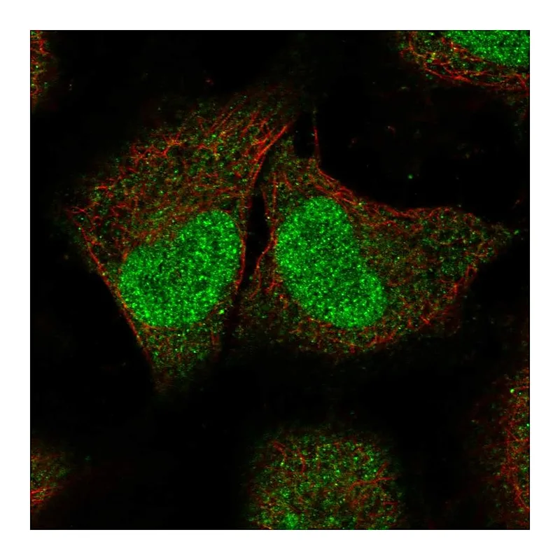 Atlas Antibodies Anti-SPIN2A Antibody