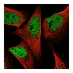 Atlas Antibodies Anti-SPIDR Antibody