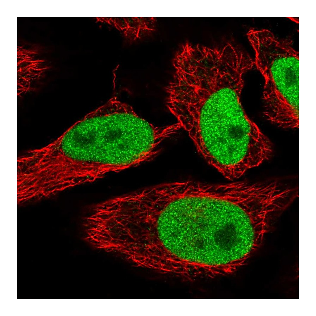 Atlas Antibodies Anti-SPIN1 Antibody