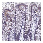 Atlas Antibodies Anti-SPIN4 Antibody