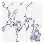 Atlas Antibodies Anti-SPIN3 Antibody