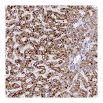 Atlas Antibodies Anti-SPINK9 Antibody