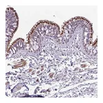 Atlas Antibodies Anti-SPINK8 Antibody