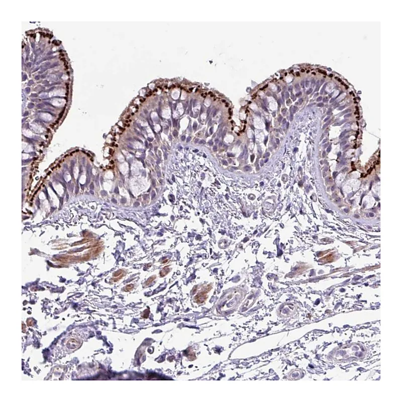 Atlas Antibodies Anti-SPINK8 Antibody