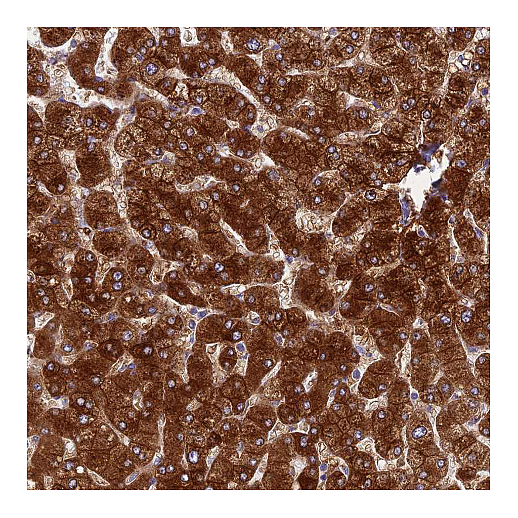 Atlas Antibodies Anti-SPIRE1 Antibody