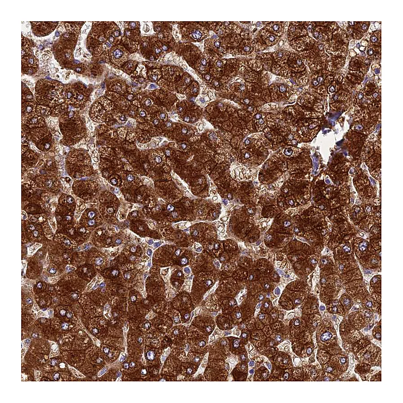 Atlas Antibodies Anti-SPIRE1 Antibody