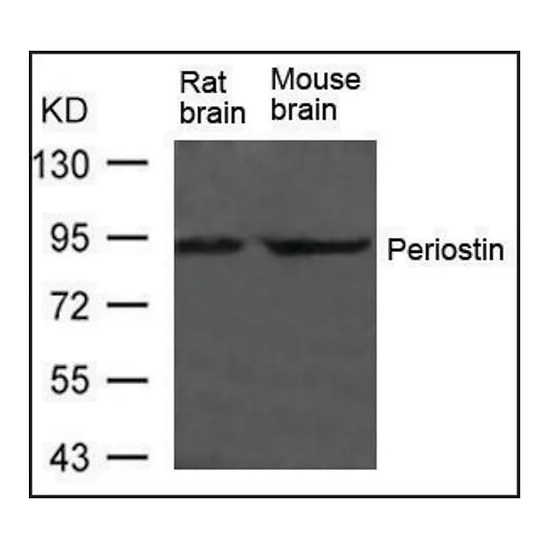 Merck Anti-Postn antibody produced in rabbit