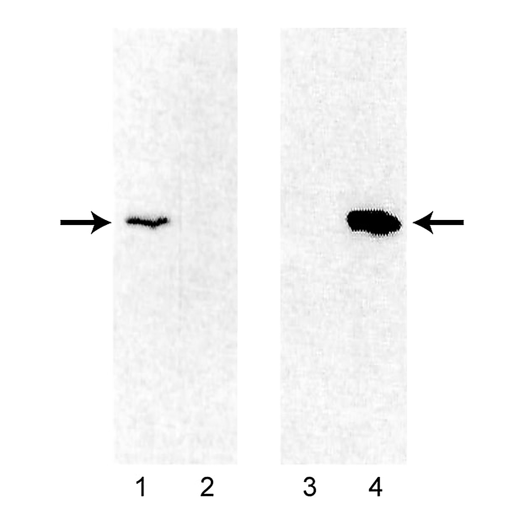 BD Purified Hamster Anti-Mouse Bcl-2