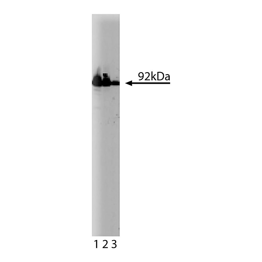 BD Purified Mouse Anti-β-Catenin