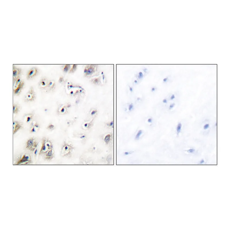 Merck Anti-Amylin antibody produced in rabbit
