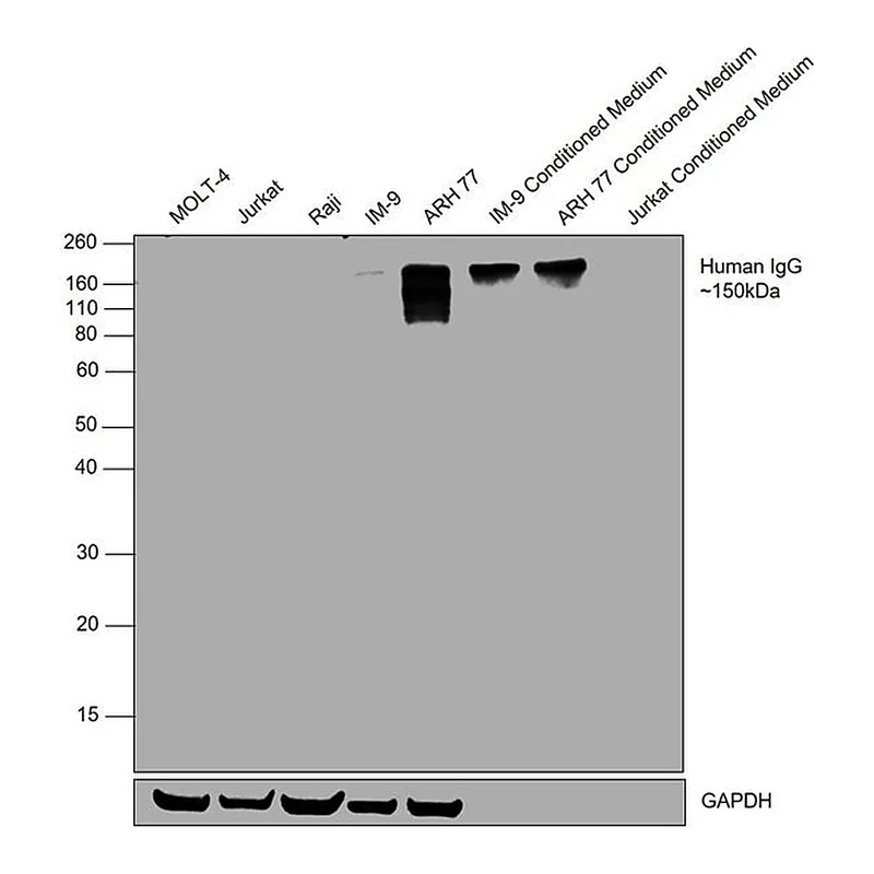 Thermo Fisher Scientific Goat anti-Human IgG (Gamma chain) Cross-Adsorbed Secondary Antibody, HRP