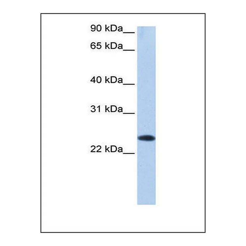 Merck Anti-EGLN3 antibody produced in rabbit