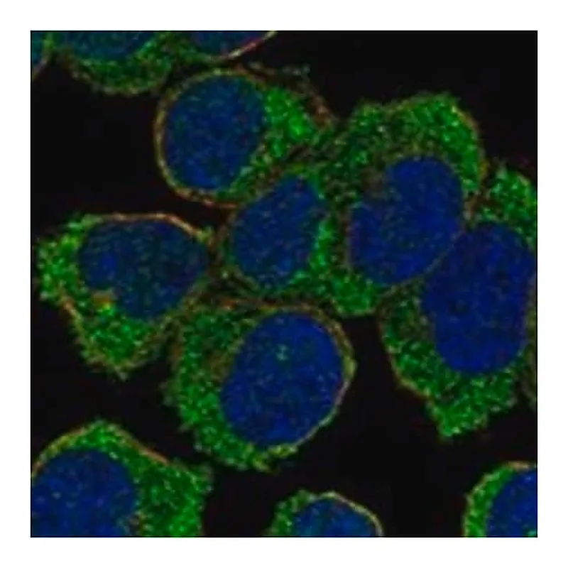 Merck Anti-NLRC5 antibody produced in rabbit