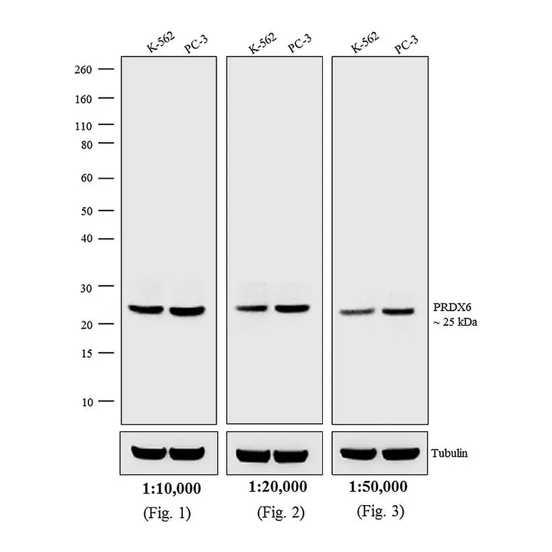 Thermo Fisher Scientific Goat anti-Rabbit IgG (H+L) Secondary Antibody, Biotin
