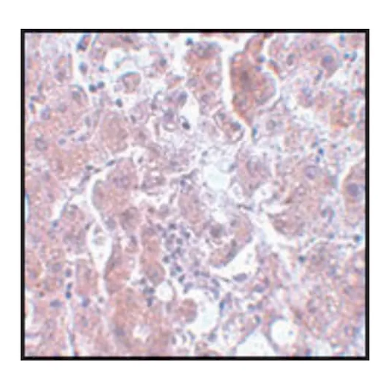 Merck Anti-ELOVL7 antibody produced in rabbit