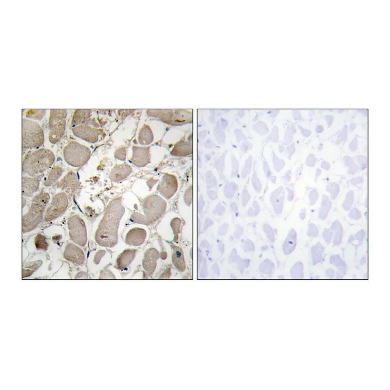 Merck Anti-Collagen V alpha1 antibody produced in rabbit