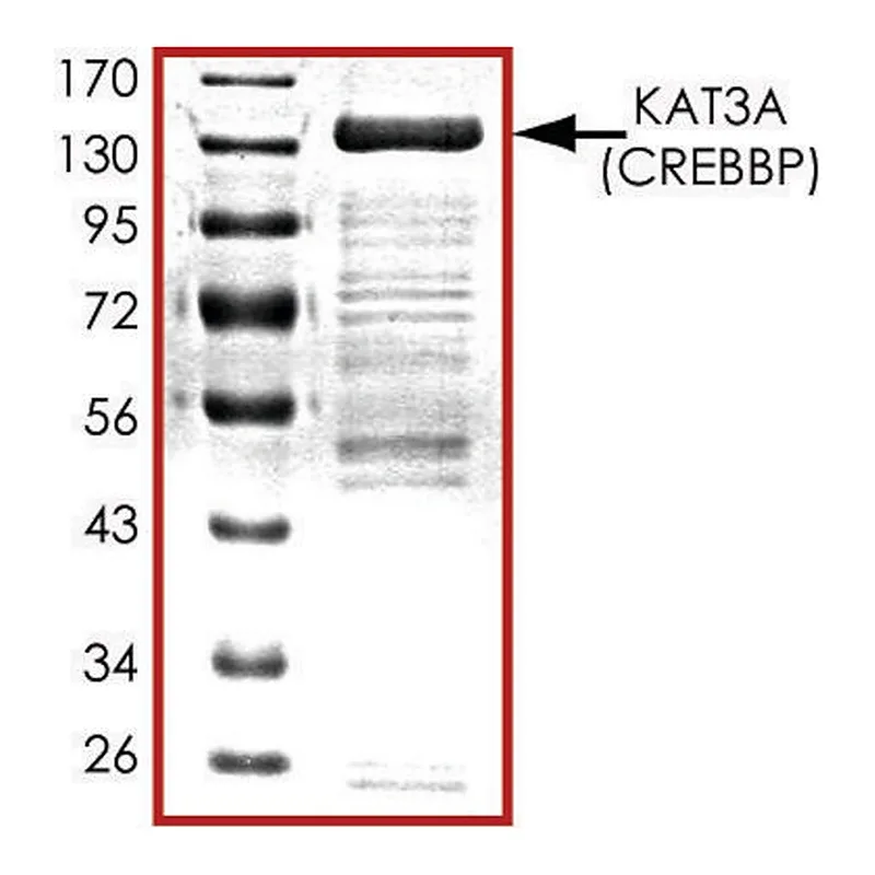 Merck KAT3A (518-1207), GST tagged human