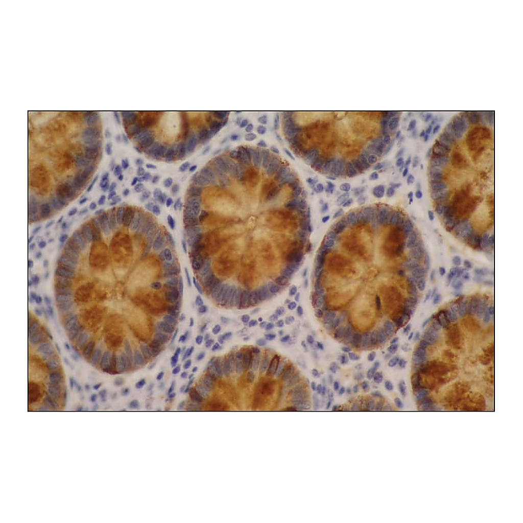Merck Monoclonal Anti-Blood Group Lewis a antibody produced in mouse