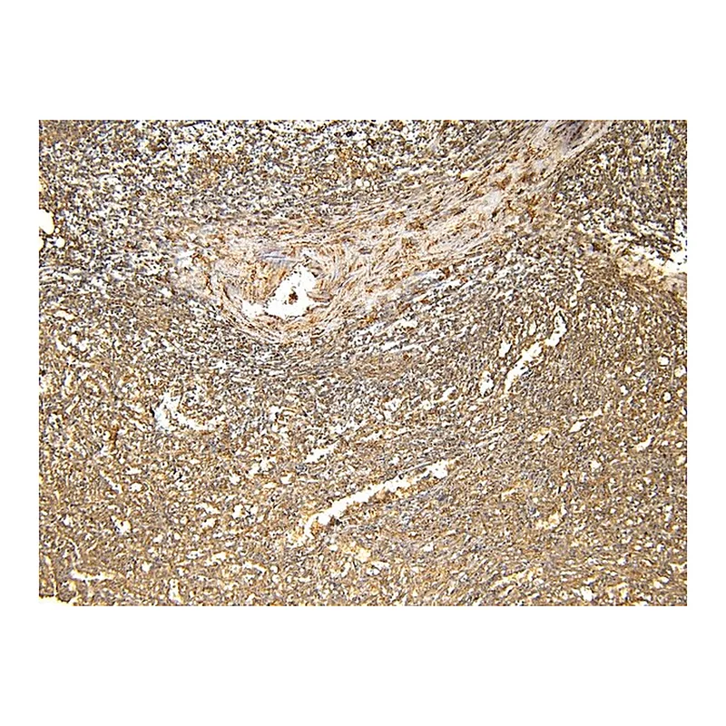Merck Anti-FTL antibody produced in goat