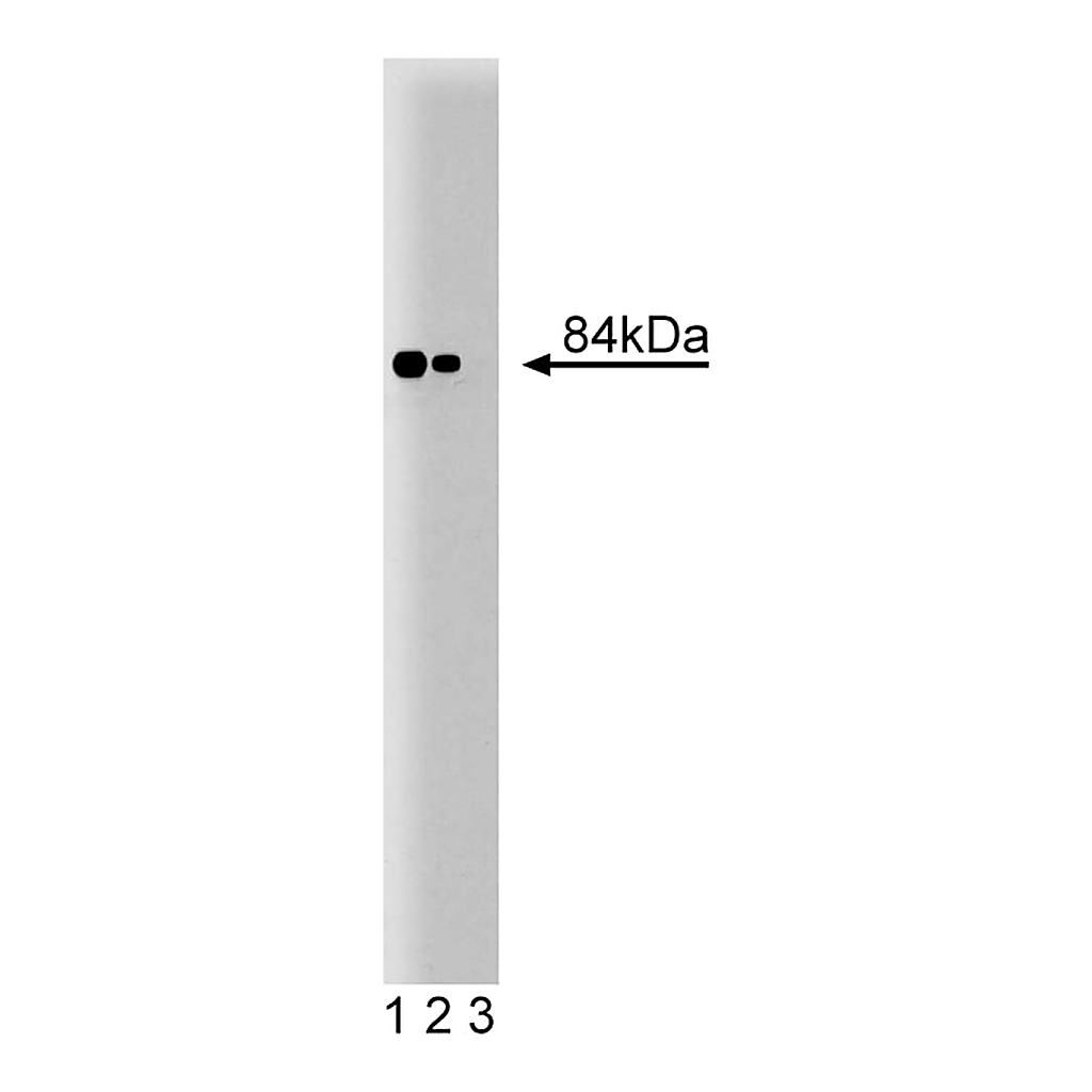 BD Purified Mouse Anti-GOK/Stim1