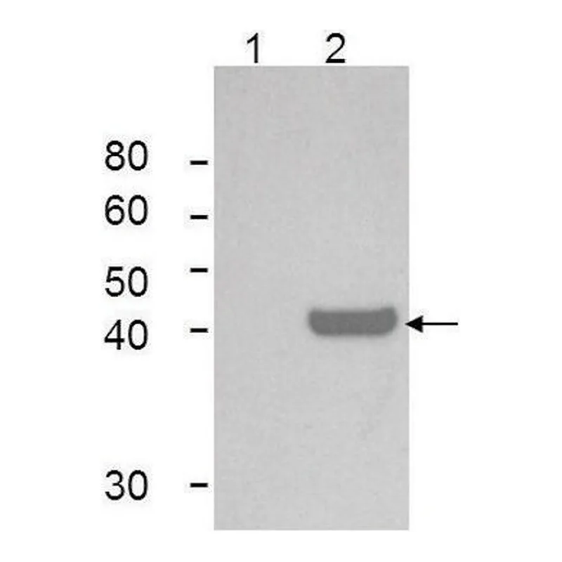 Merck Monoclonal Anti-IDO1 antibody produced in mouse