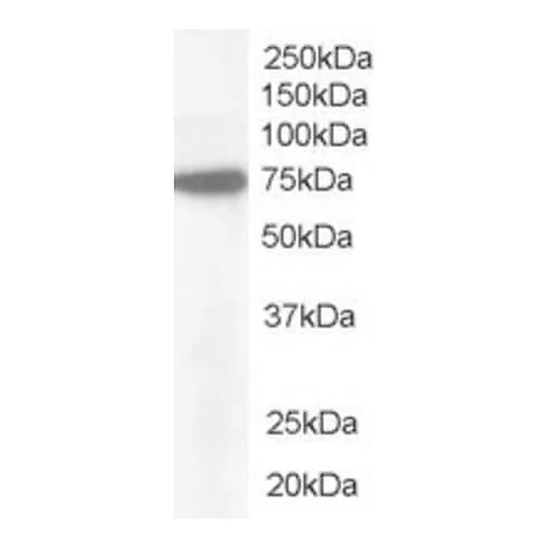 Merck Anti-Pericentrin 1 /NUP85 antibody produced in goat
