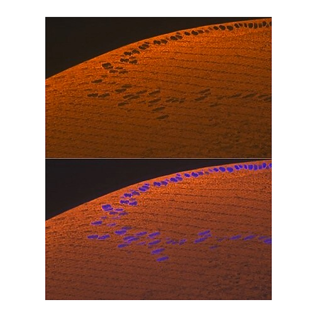 Merck Anti-CRYAA antibody produced in rabbit