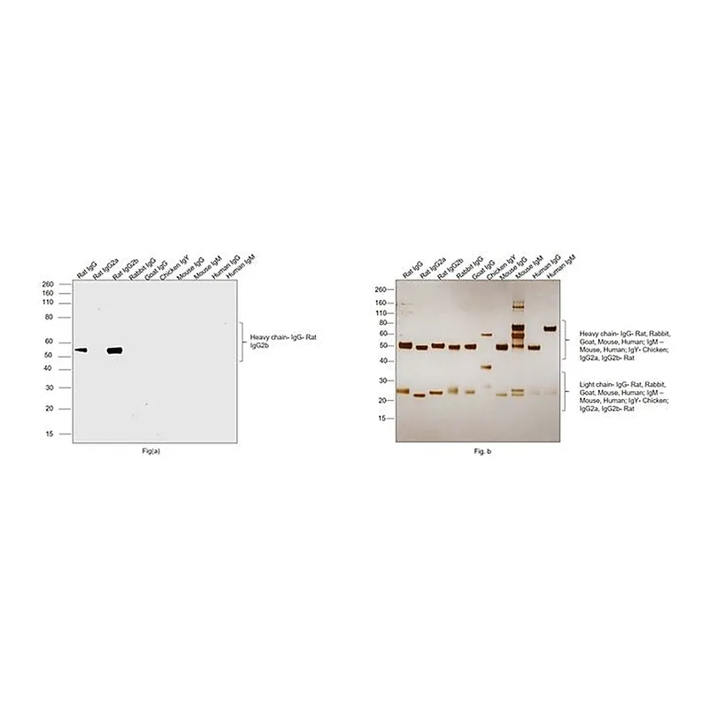 Thermo Fisher Scientific Mouse anti-Rat IgG2b Secondary Antibody, Biotin